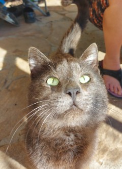 Котарак Russian blue cat търси дом