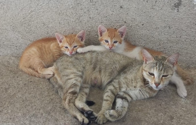 Lovely ginger kitten looking for a forever family