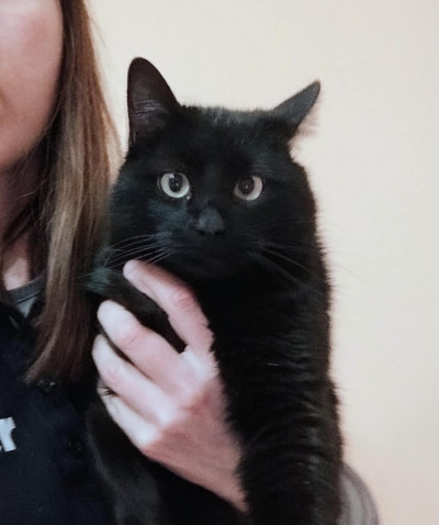 Дарки търси дом!