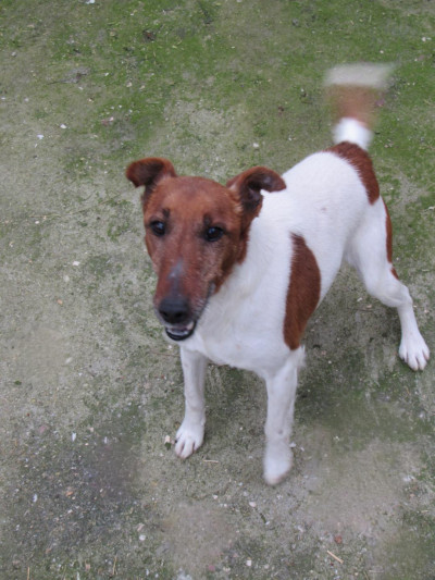 Рекс търси дом