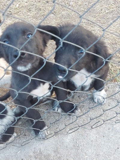 Подарявам кученца