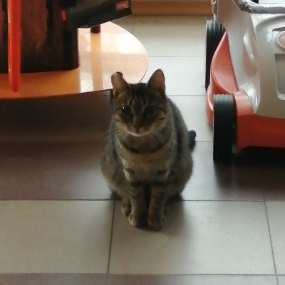 Търсим дом на Тъчи