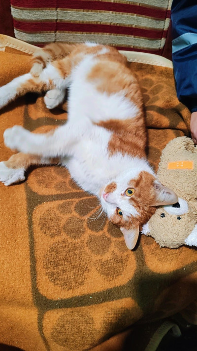 Сами търси дом