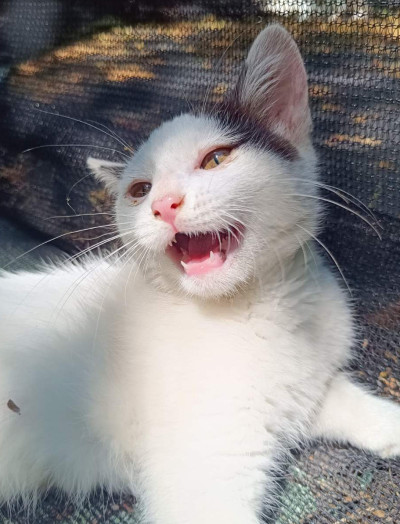 Котето Нана търси дом и малко любов
