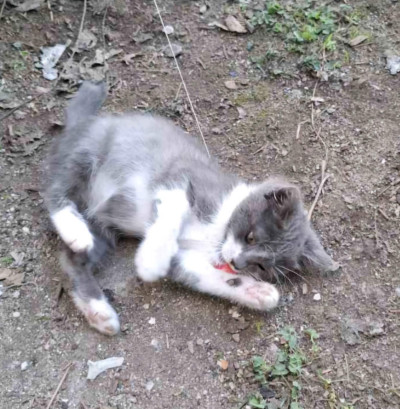 Породисто бебе британска късокосместта, мъжко