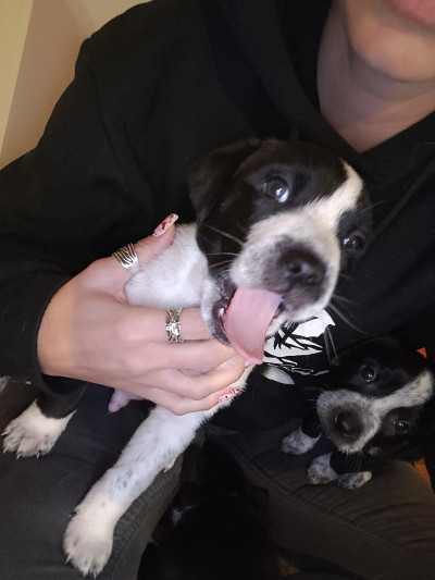 5 малки кученца търсят дом