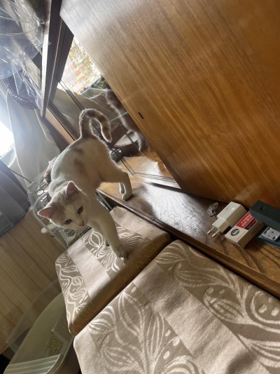 КОТАК търси дом 