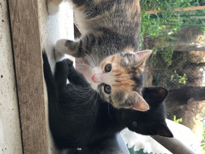 Търся стопани на много сладки котенца