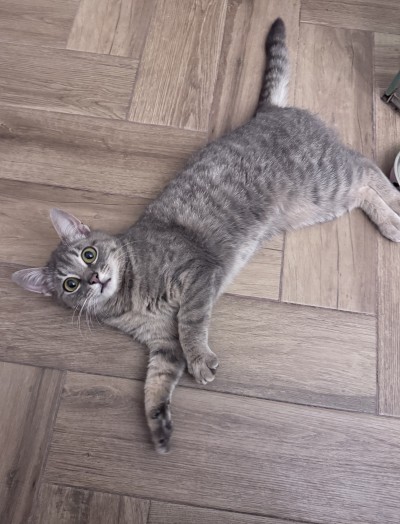 Женско коте търси дом 