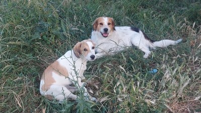 Подарявам женско ловно кученце! 