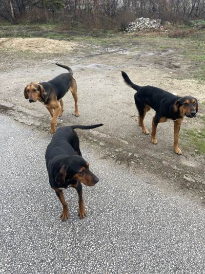 Searching for new home