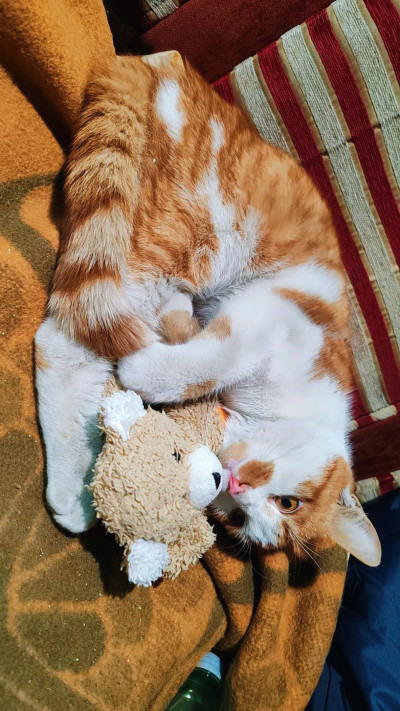 Сами търси дом