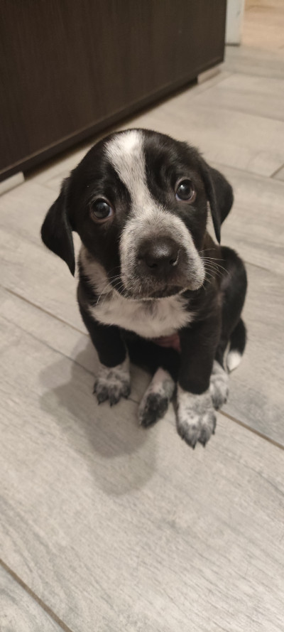 5 малки кученца търсят дом