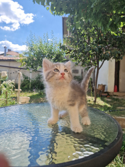 Коте Лъчезара си търси дом