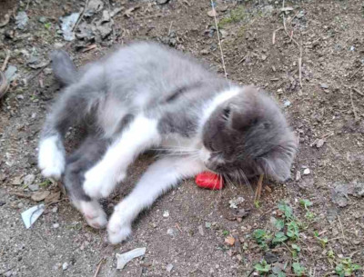 Породисто бебе британска късокосместта, мъжко