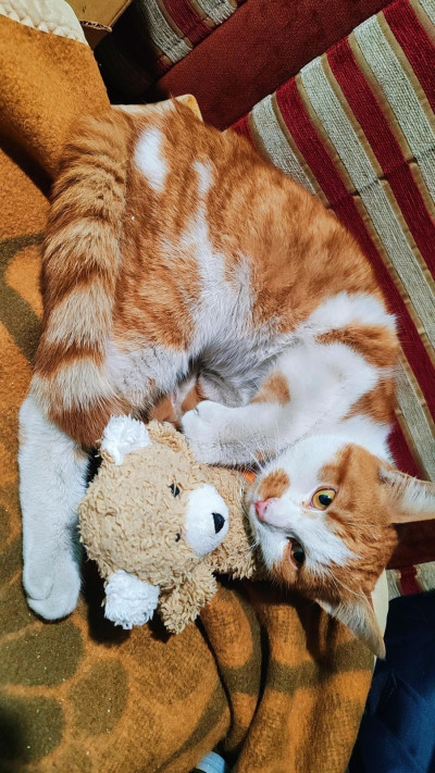 Сами търси дом