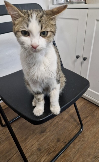 Спешно се търси дом за малко коте- герой