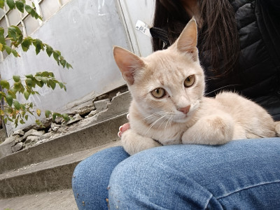 СПЕШНО Търся дом за две котета, които все още са на улицата 