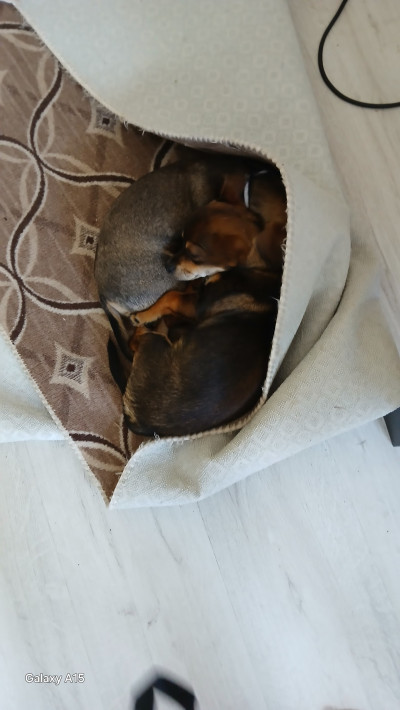 Две кученца братче и сестриче търсят нови стооани