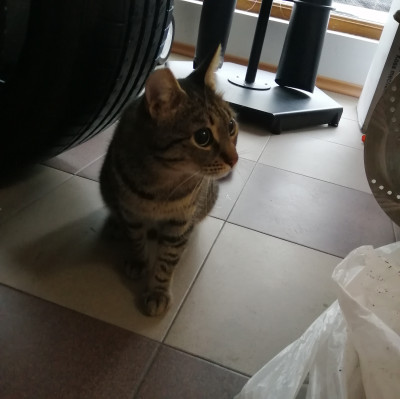 Търсим дом на Тъчи