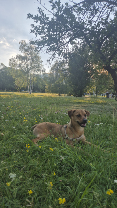 Дом за Анджи