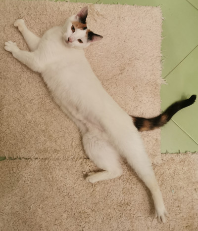 Мама и малка принцеса търсят дом