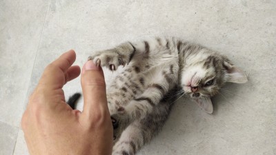 Подарявам красиво котенце на около 55 дни