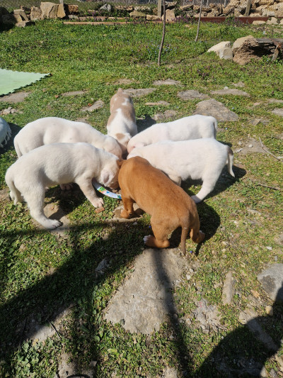 Подарявам кученца , майка дого аржентино