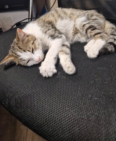 Спешно се търси дом за малко коте- герой