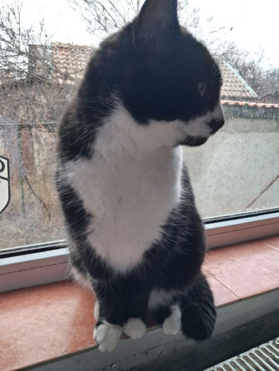 Хубавата Адолфина 