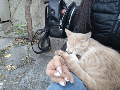 СПЕШНО Търся дом за две котета, които все още са на улицата 