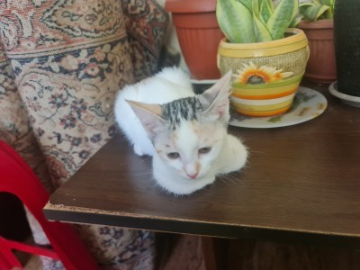 Търси  се осиновител на тези 2 котета