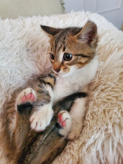 Котенцето търси дом.