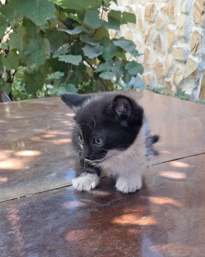 Подарявам малки котета, град Елин Пелин 