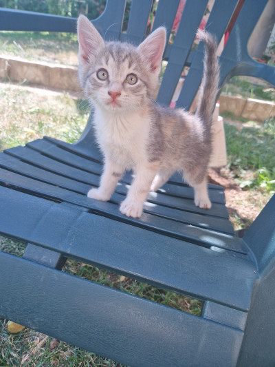 Котето Мими си търси дом