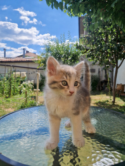 Коте Лъчезара си търси дом