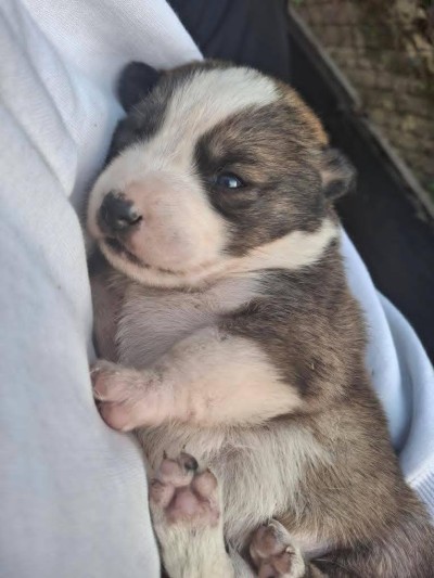 Подарявам кученца