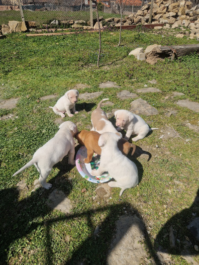 Подарявам кученца , майка дого аржентино