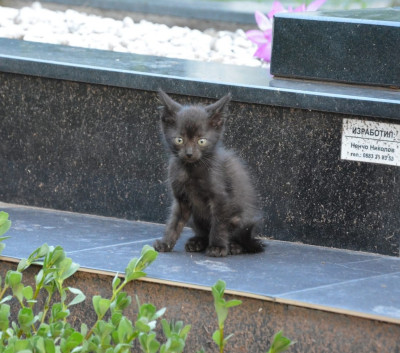 Дарки търси дом!