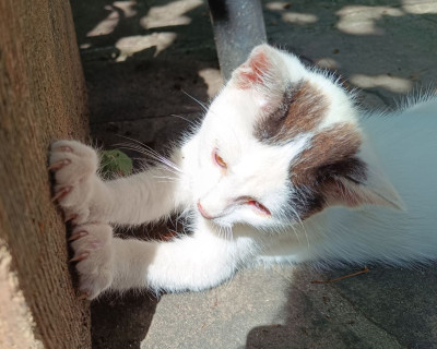 Котето Нана търси дом и малко любов
