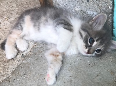 Търся стопани на много сладки котенца