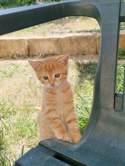 Коте Джинджър си търси дом