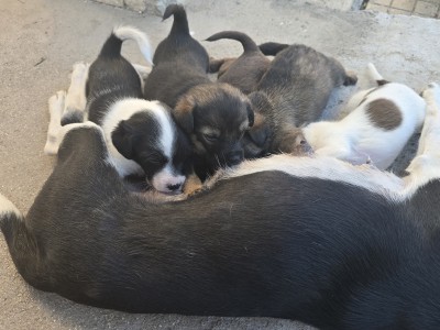 Подаряват се 