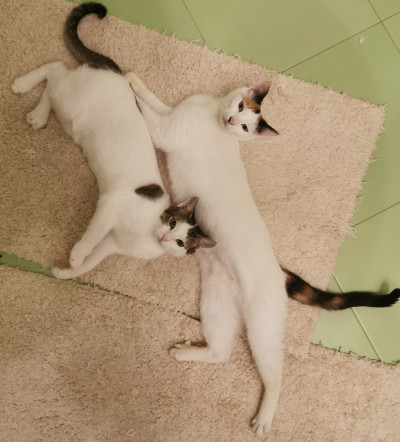 Мама и малка принцеса търсят дом