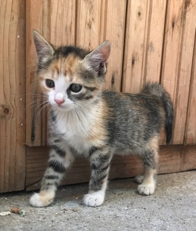 подарявам котета