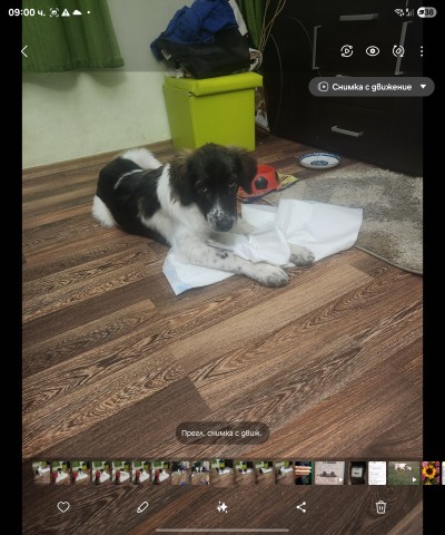 Много спешно търси дом