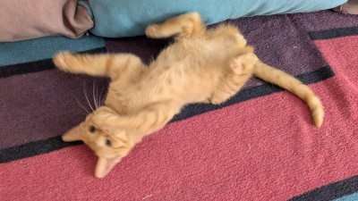 Подарвям малко домашно коте , обгрижено с домашни навици . 