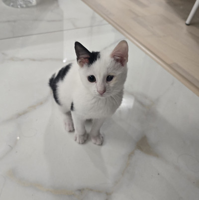 Миличкият Чио търси своя дом