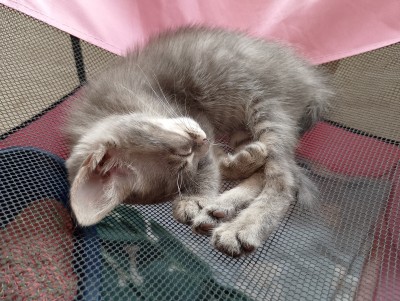 Мама и Сивушче търсят своя дом