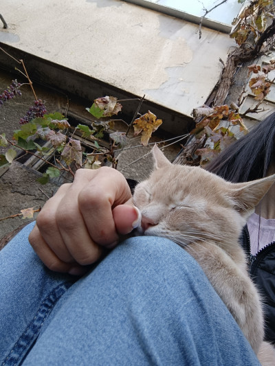СПЕШНО Търся дом за две котета, които все още са на улицата 